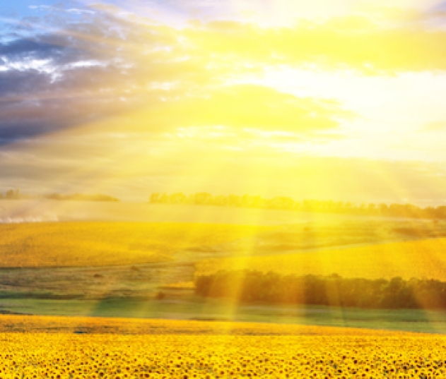 Sunshine-over-field-of-sunflowers