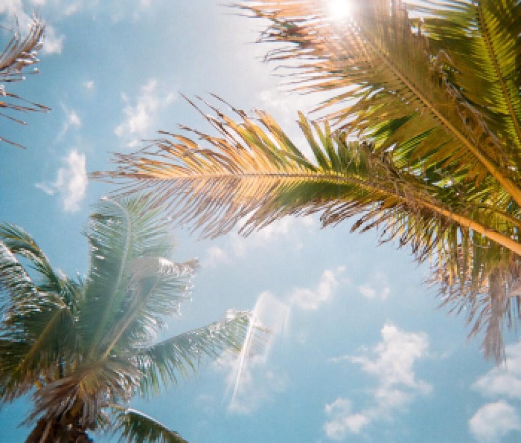 palmtrees_unsplash