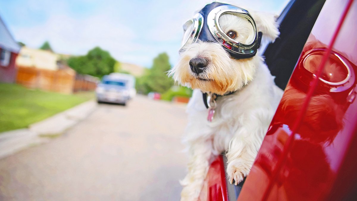 As Seniors Age In Place, Pets Could Encourage Health And Friendship