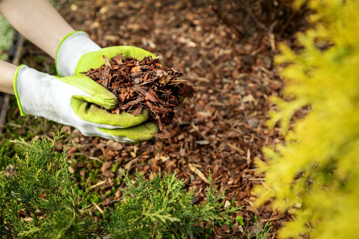 fresh mulch in beds